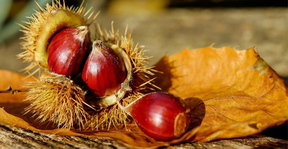Sweet Chestnuts